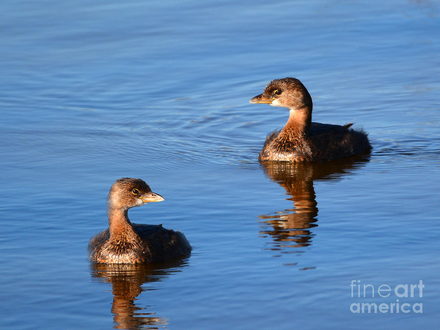 Pie Billed Grebe Couple Photograph by Kathy Baccari