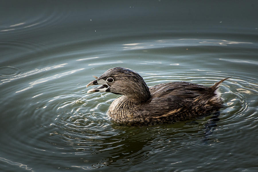 Pie-billed Grebe Photograph by Janis Knight