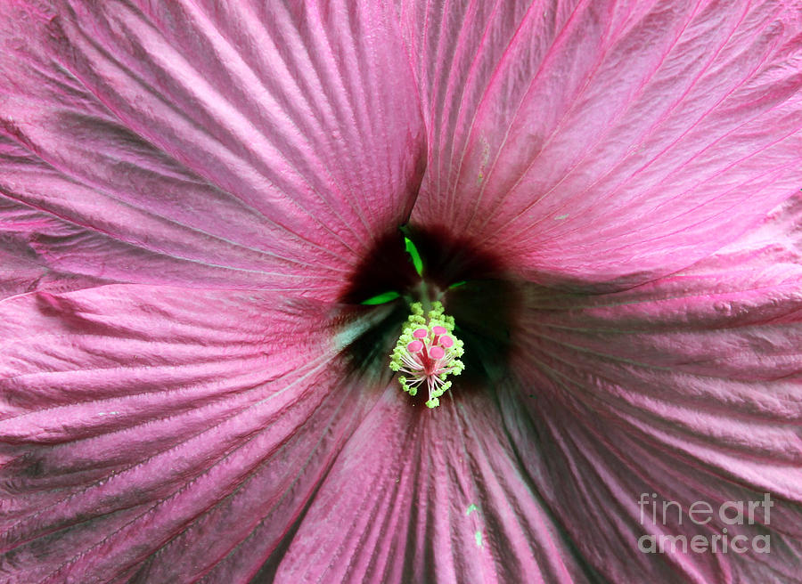 Flower Photograph - Pie Plate Hibiscus by Nina Silver