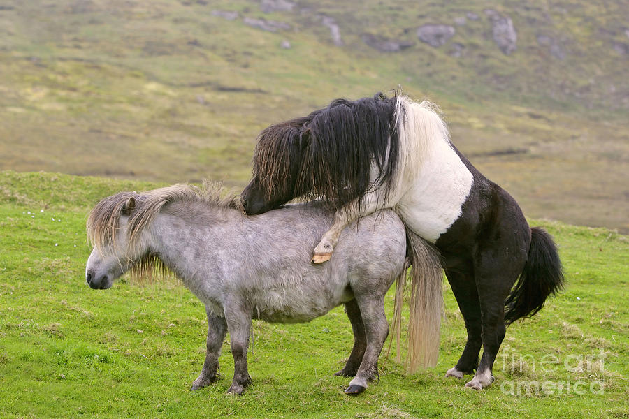 How Long Does A Shetland Pony Live