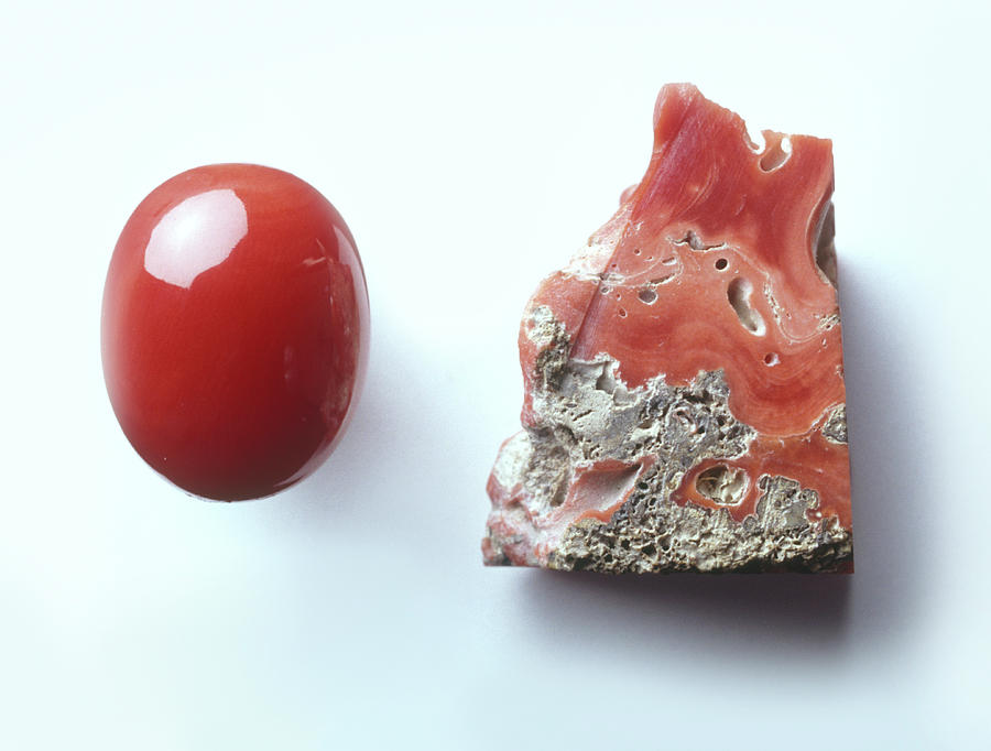 Piece Of Red Coral And Red Coral Cabochon Photograph by Dorling ...