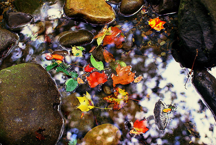 Pieces of Autumn Photograph by Rodney Lee Williams