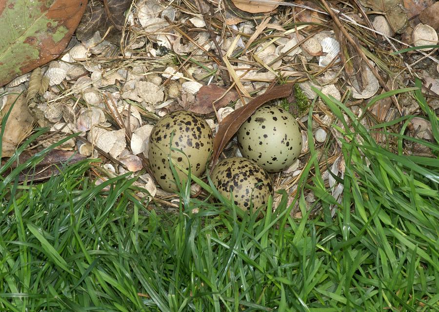 Pied Avocet Nest With 3 Eggs Photograph by Brian Gadsby/science Photo ...