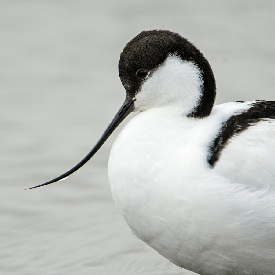 Pied Avocet Recurvirostra Avosetta Photograph by Animal Images