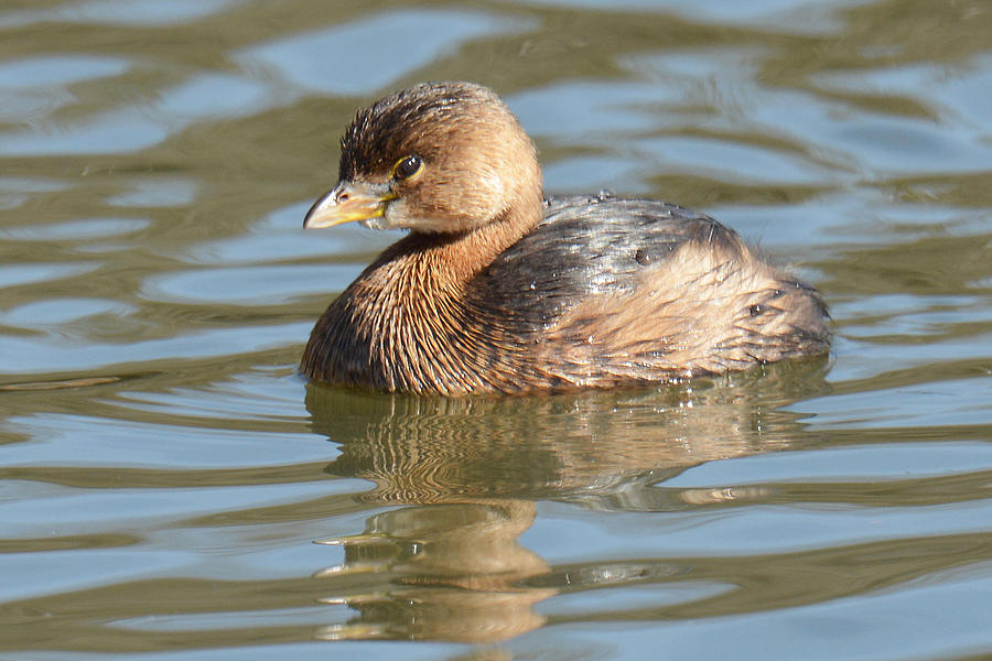 Pied-billed Grebe Photograph by Alan Lenk