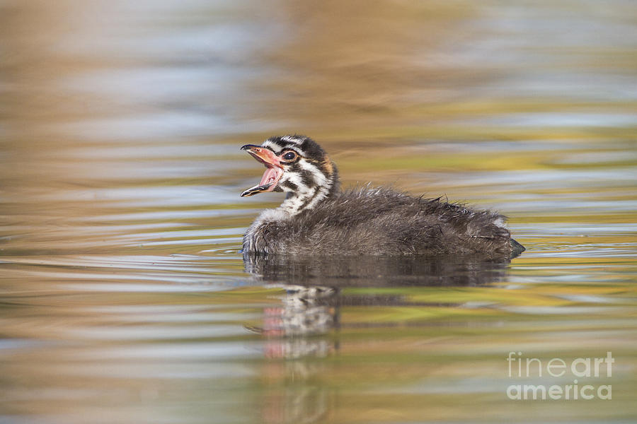 Nature Photograph - Pied billed grebe baby by Bryan Keil