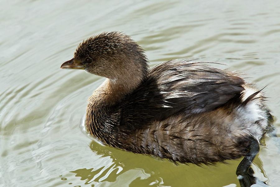 Animal Photograph - Pied-billed Grebe by Bob Gibbons/science Photo Library