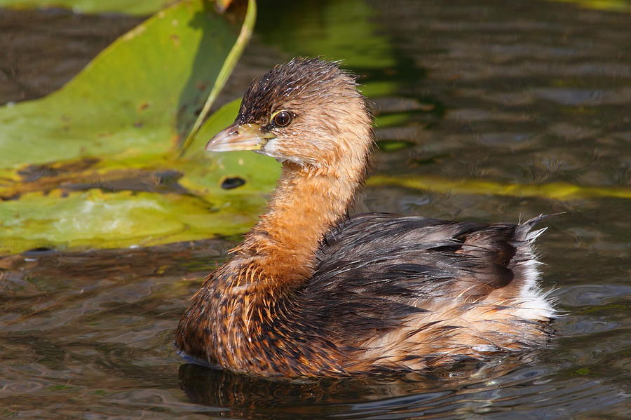 Pied-billed Grebe Photograph by Bruce J Robinson