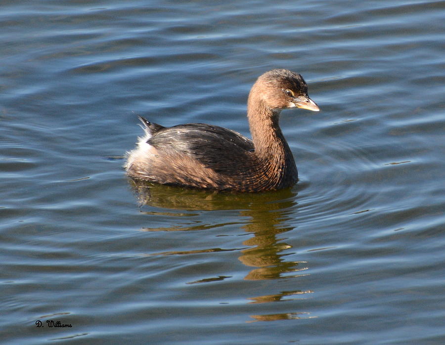 Pied Billed Grebe Photograph by Dan Williams