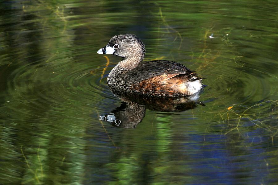 Duck Photograph - Pied-billed Grebe by Donna Kennedy