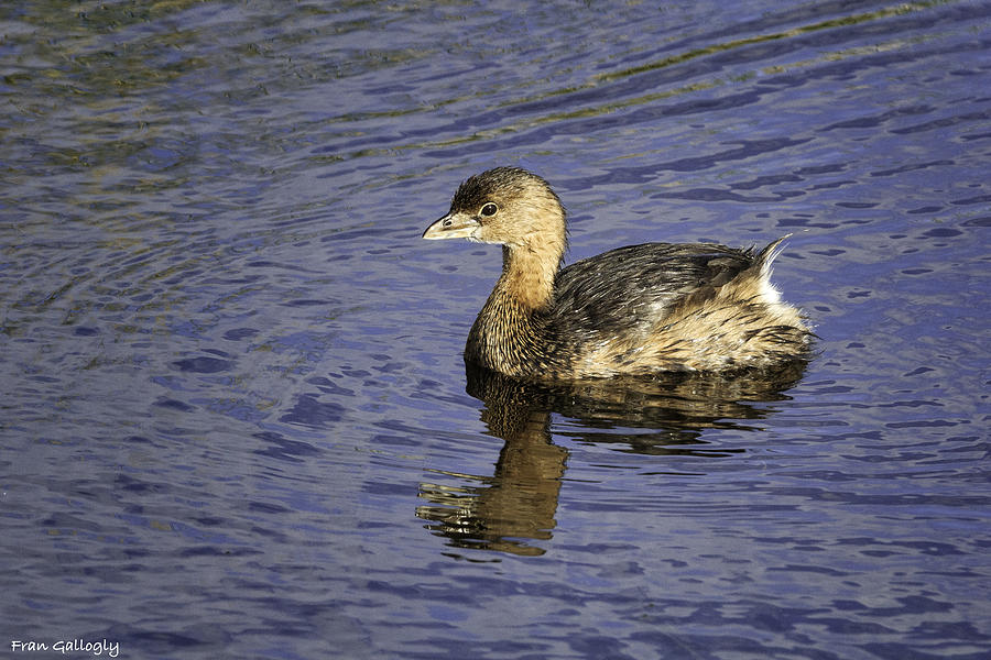Pied-billed Grebe Photograph by Fran Gallogly