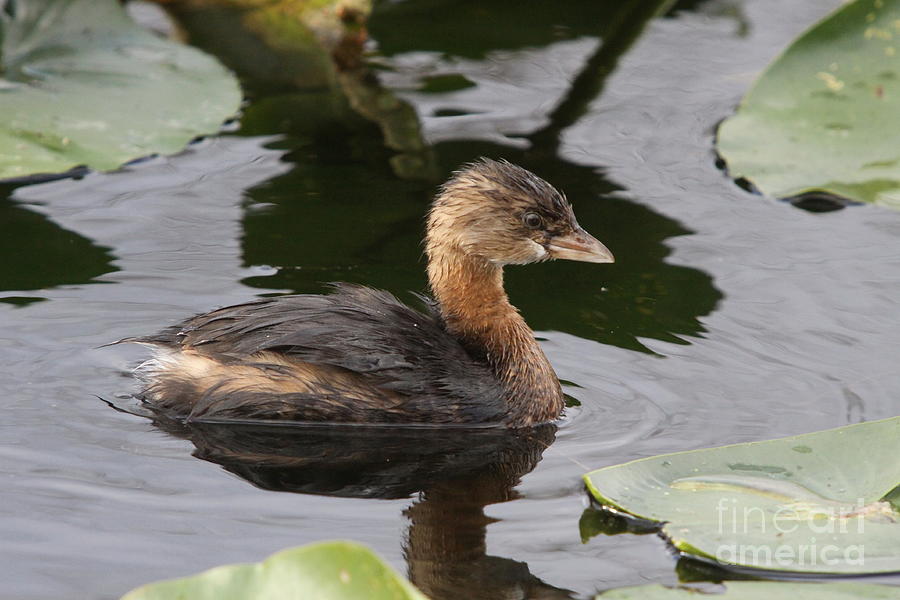 Pied-Billed Grebe In The Glades Photograph by Christiane Schulze Art And Photography