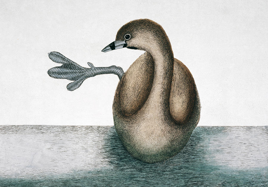 Pied-billed Grebe Photograph by Natural History Museum, London