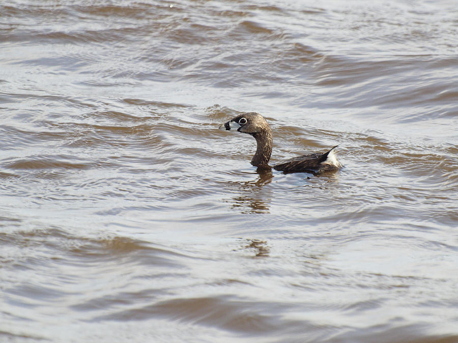 Pied-billed Grebe Photograph by Thomas Young