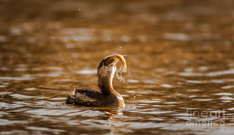 Wildlife Photograph - Pied-Billed Grebe With Brim by Robert Frederick