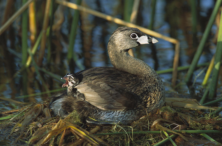 Pied-billed Grebe With Chick Texas Photograph by Tom Vezo