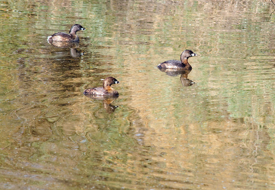Pied-billed Grebes Photograph by Tam Ryan