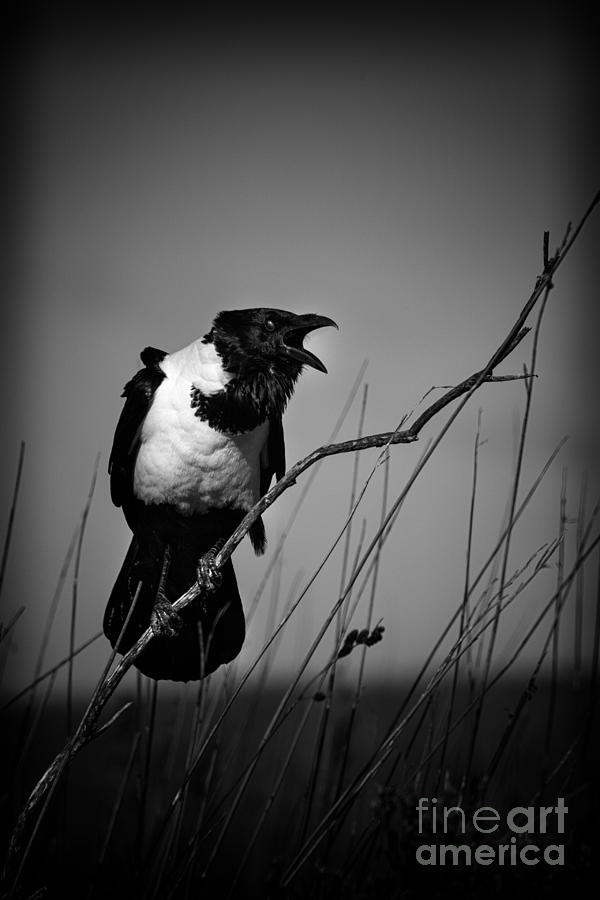 Crow Photograph - Pied crow  Corvus albus monochrome by David Van der Want