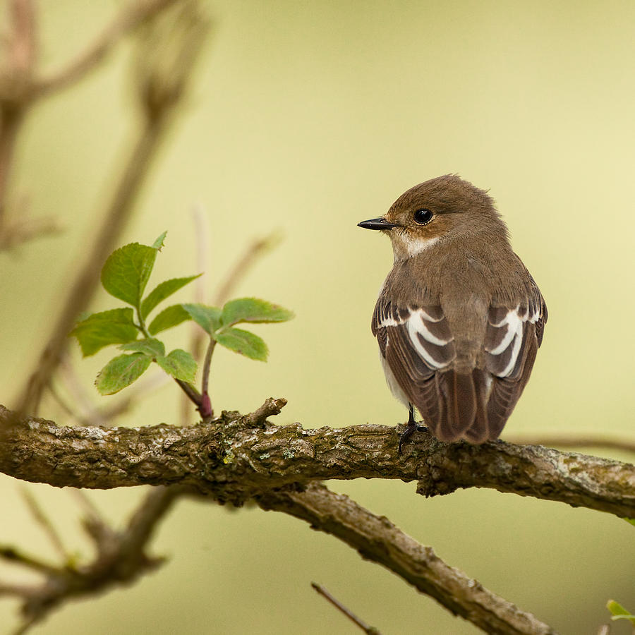 Pied flycatcher female Photograph by Izzy Standbridge - Fine Art America