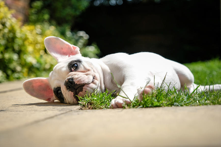 Pied French Bulldog puppy resting in the garden, lying down on the grass in the garden of an English home. Photograph by Gollykim