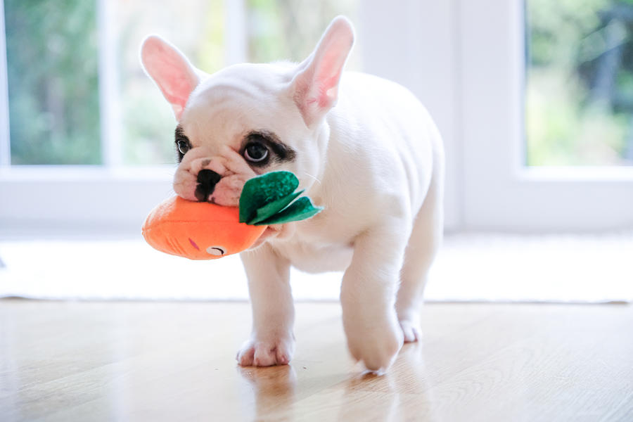Pied French Bulldog puppy walking with a carrot toy in her mouth Photograph by Gollykim
