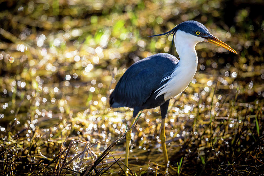 Pied Heron Ardea Picata Photograph by Richard Ianson Pied Heron Ardea Picata Photograph by Richard Ianson