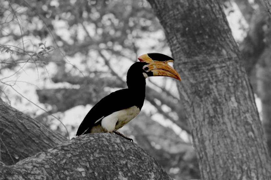 Pied Hornbill Photograph by Ramabhadran Thirupattur