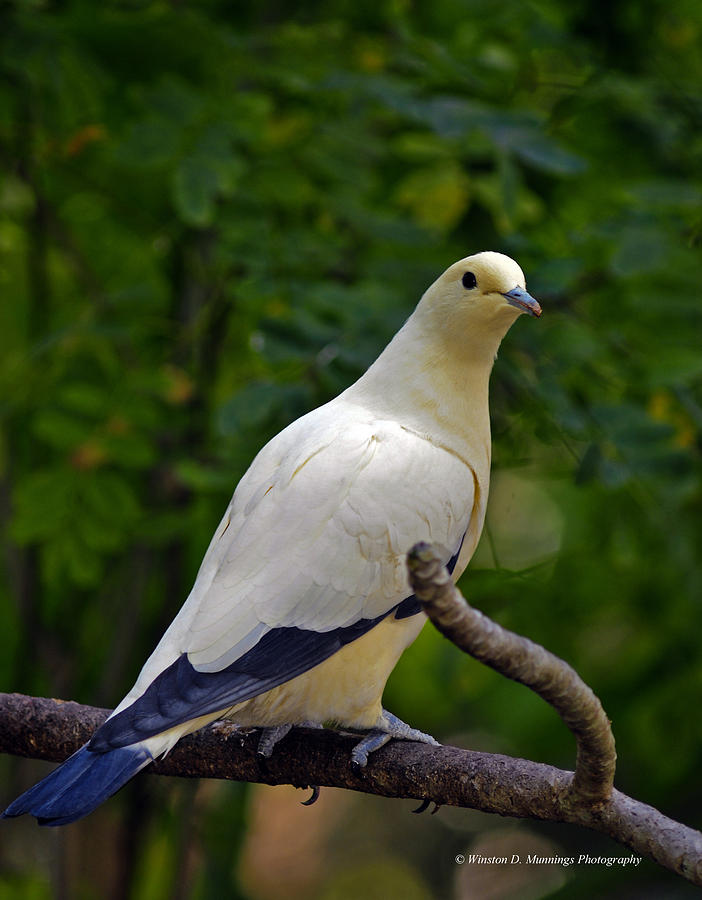 Pied Imperial Pigeon Photograph by Winston D Munnings