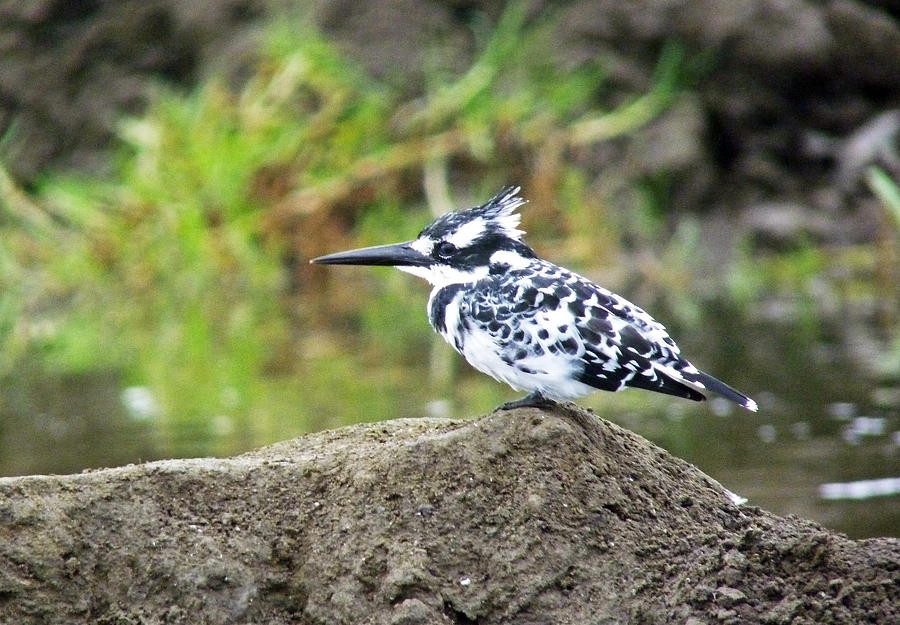 Pied Kingfisher Photograph by Tony Murtagh