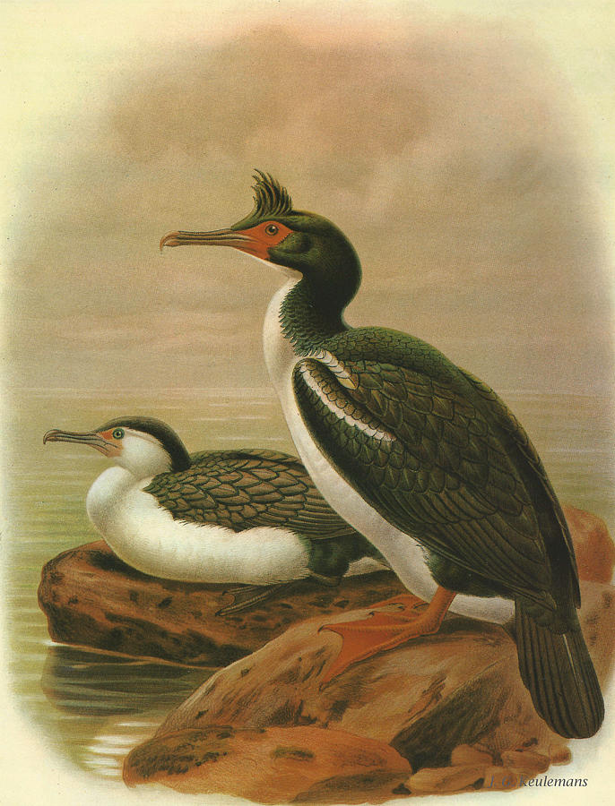 John James Audubon Painting - Pied Shag and Chatham Island Shag by Dreyer Wildlife Print Collections 