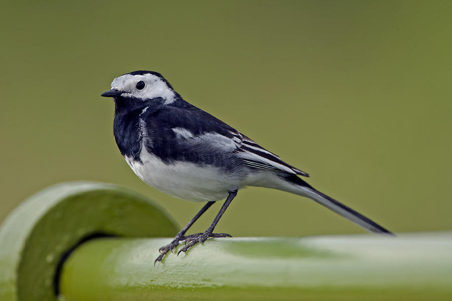 Pied Wagtail Photograph by Paul Scoullar