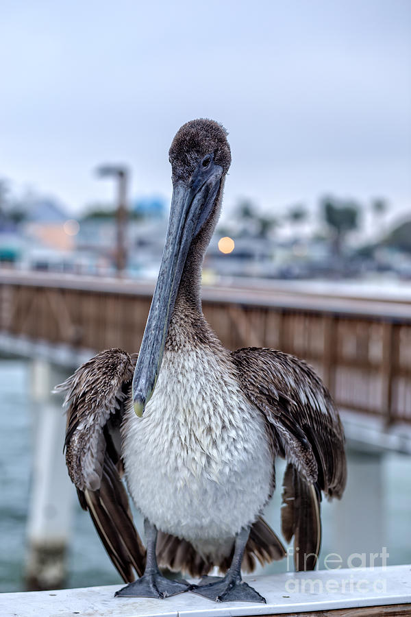Pier Pelican Photograph by Edward Fielding