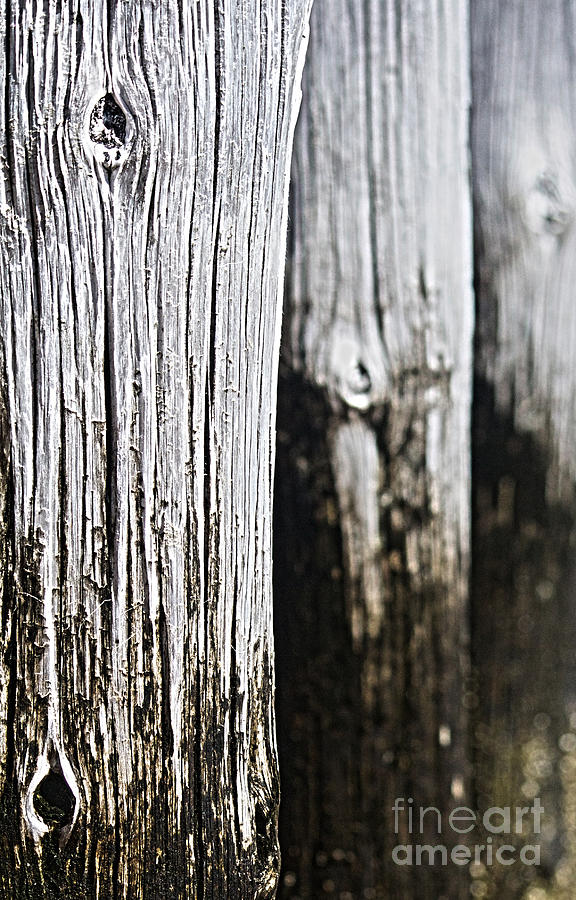 Pier Wood Photograph by Sebastian Mathews Szewczyk