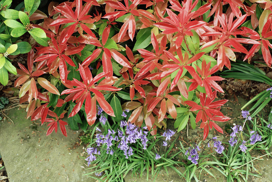 Pieris forest Flame Foliage Photograph by Jim D Saul/science Photo Library