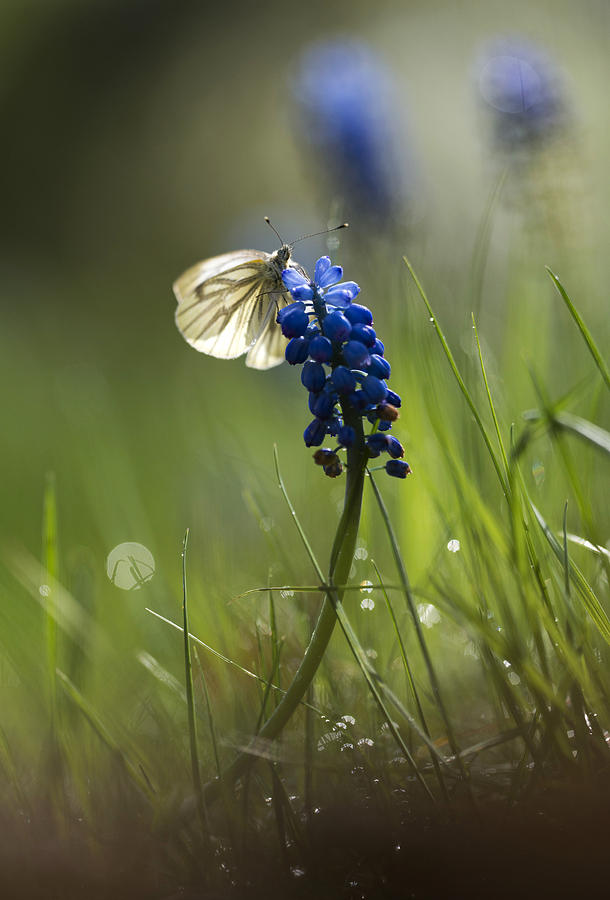 Butterfly Photograph - Pieris napi butterfly on a blue flower by Jaroslaw Blaminsky