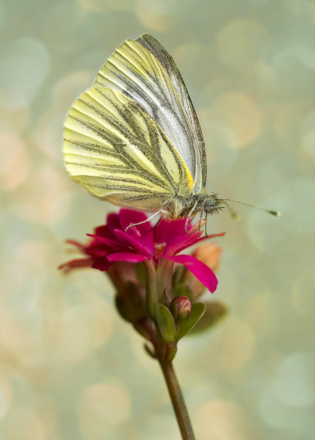 Pieris napi butterfly on a small red flower Photograph by Jaroslaw Blaminsky