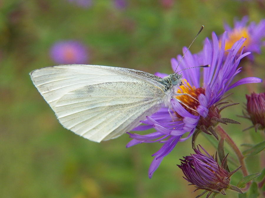 Pieris Rapae aka Small Cabbage White Butterfly Photograph by Corinne Elizabeth Cowherd