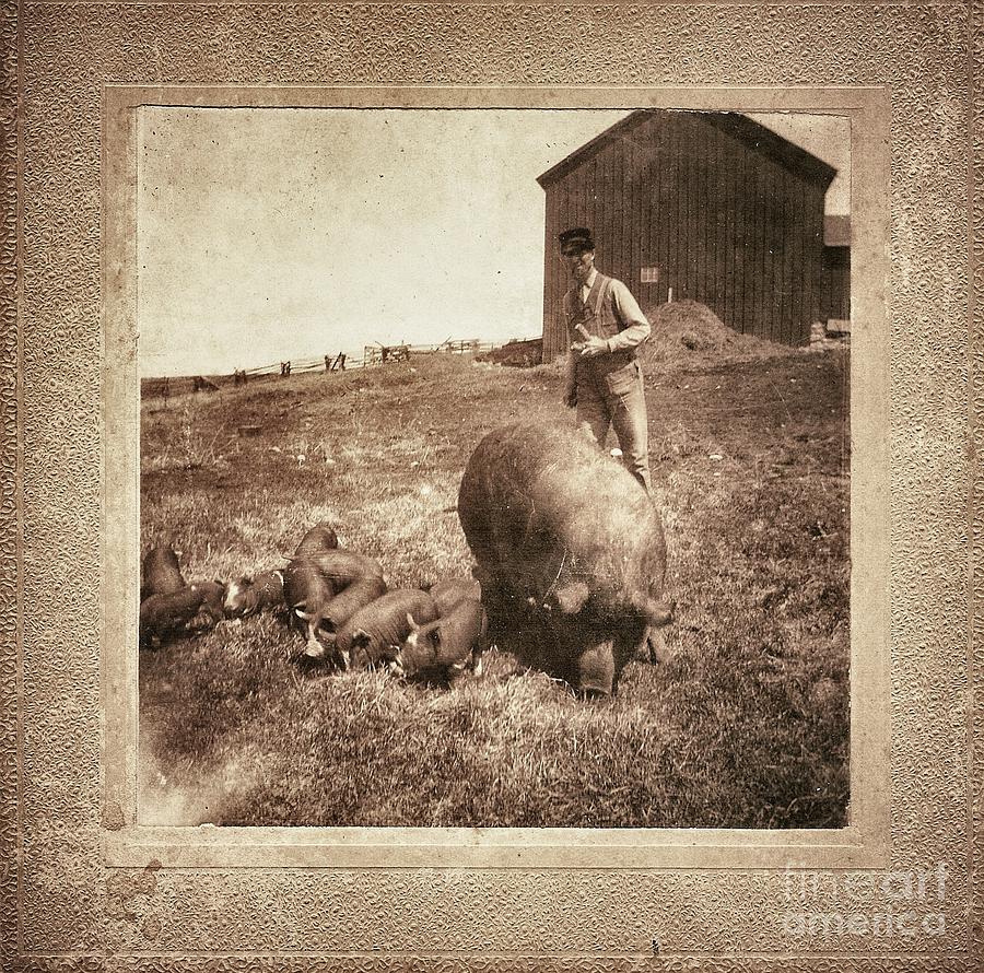 Animal Photograph - Pig Farm by Angela Wright