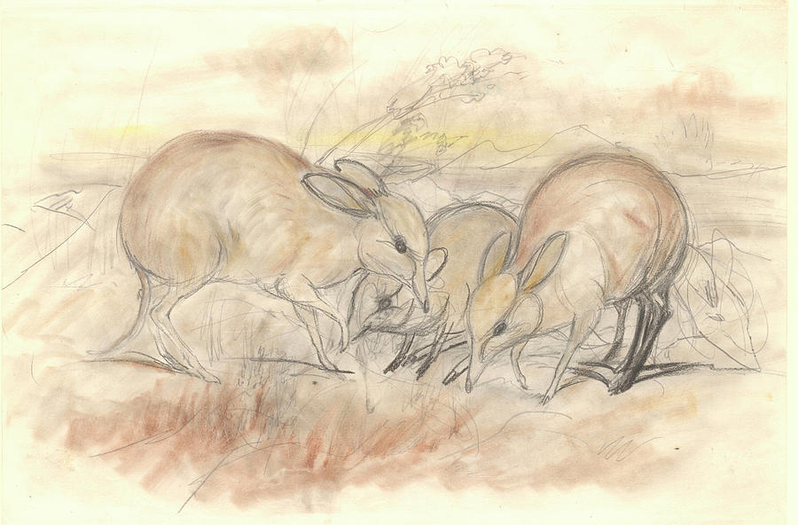 Pig-footed Bandicoots Photograph by Natural History Museum, London ...