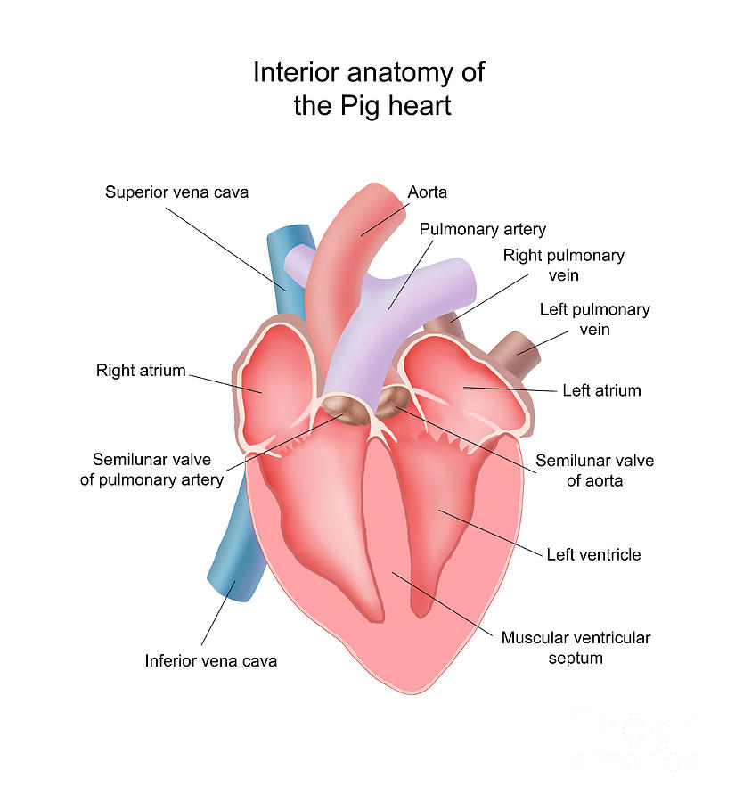 Pig Heart Interior Anatomy Photograph by Carlyn Iverson