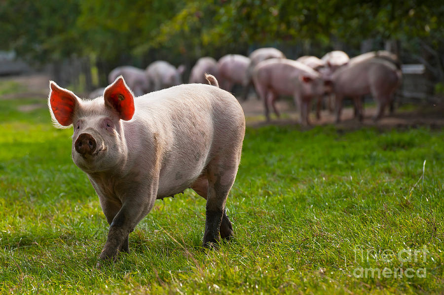 Pig In Meadow Photograph by Robert Wilken