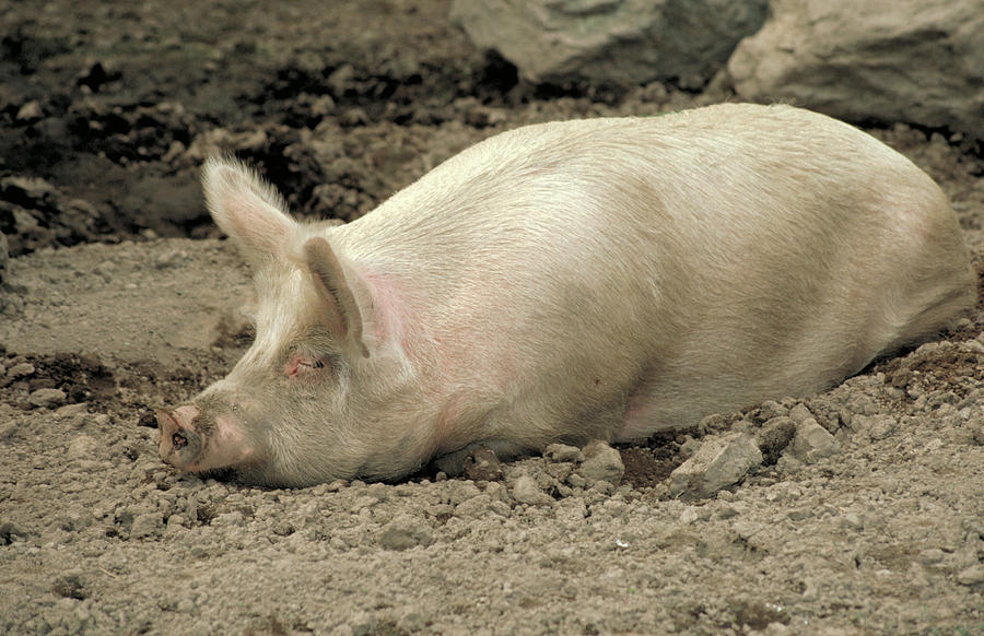 Pig In The Dirt Photograph by Bonnie Sue Rauch