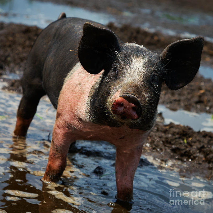 Pig in the mud Photograph by Nick  Biemans