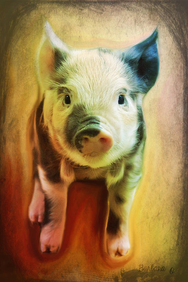 Pig is beautiful Photograph by Barbara Orenya