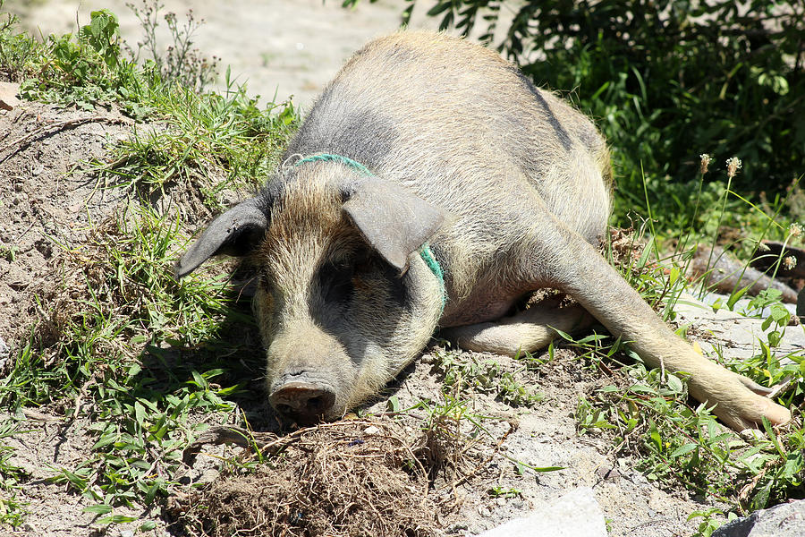 Nature Photograph - Pig Lying in Mud by Robert Hamm