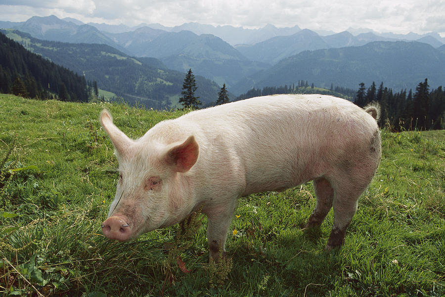 Pig On A Grassy Lawn Photograph by Konrad Wothe