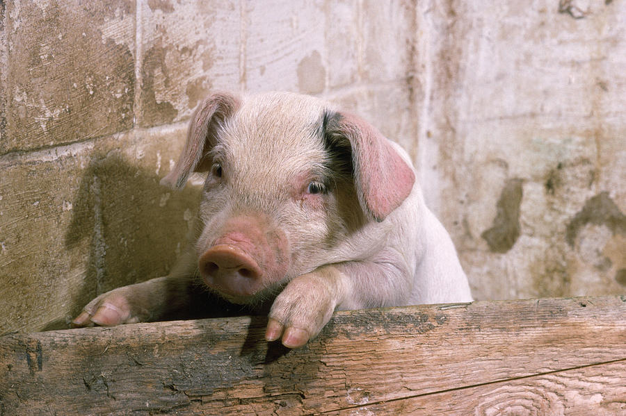 Pig Piglet Photograph by John Daniels