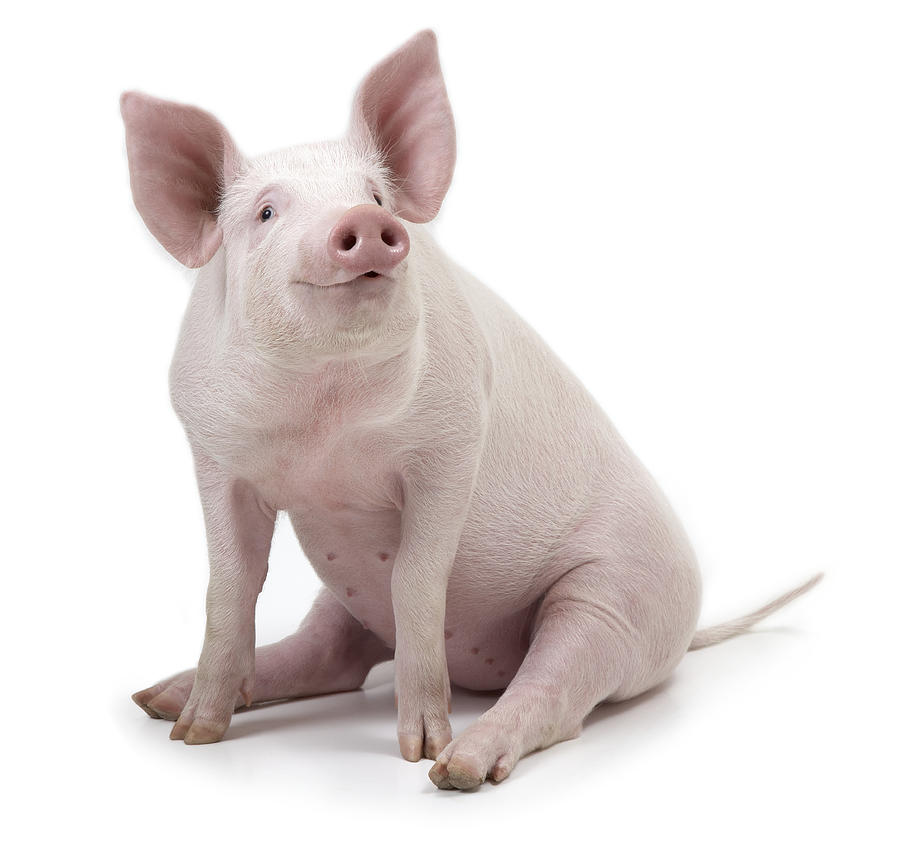 Pig sitting, white background Photograph by Digital Zoo