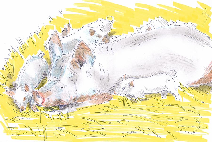 Pig Sow and Piglets Drawing by Mike Jory