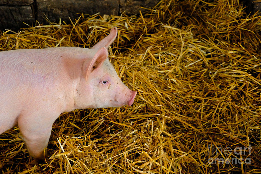 Pittsburgh Photograph - Pig Standing in Hay by Amy Cicconi
